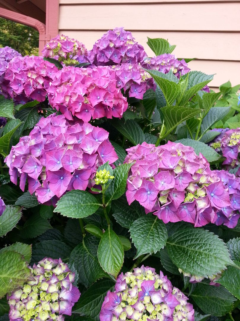  photo 20140702_072155_zpstii7l0uv.jpg